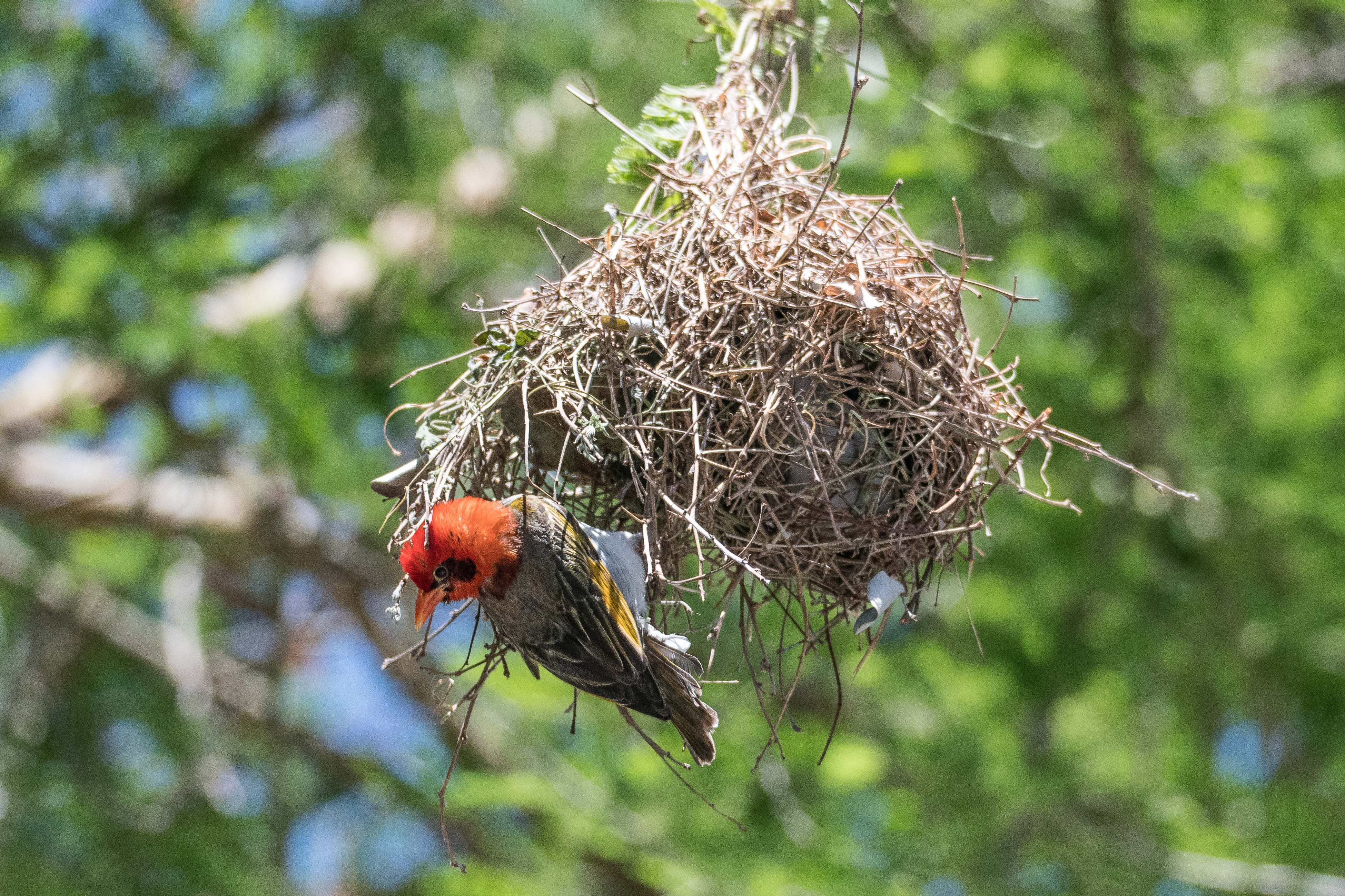 Tisserin écarlate (Red-headed weaver, Anaplectes rubriceps), mâle nuptial tissant son nid, Chobe Game Lodge, Botswana.